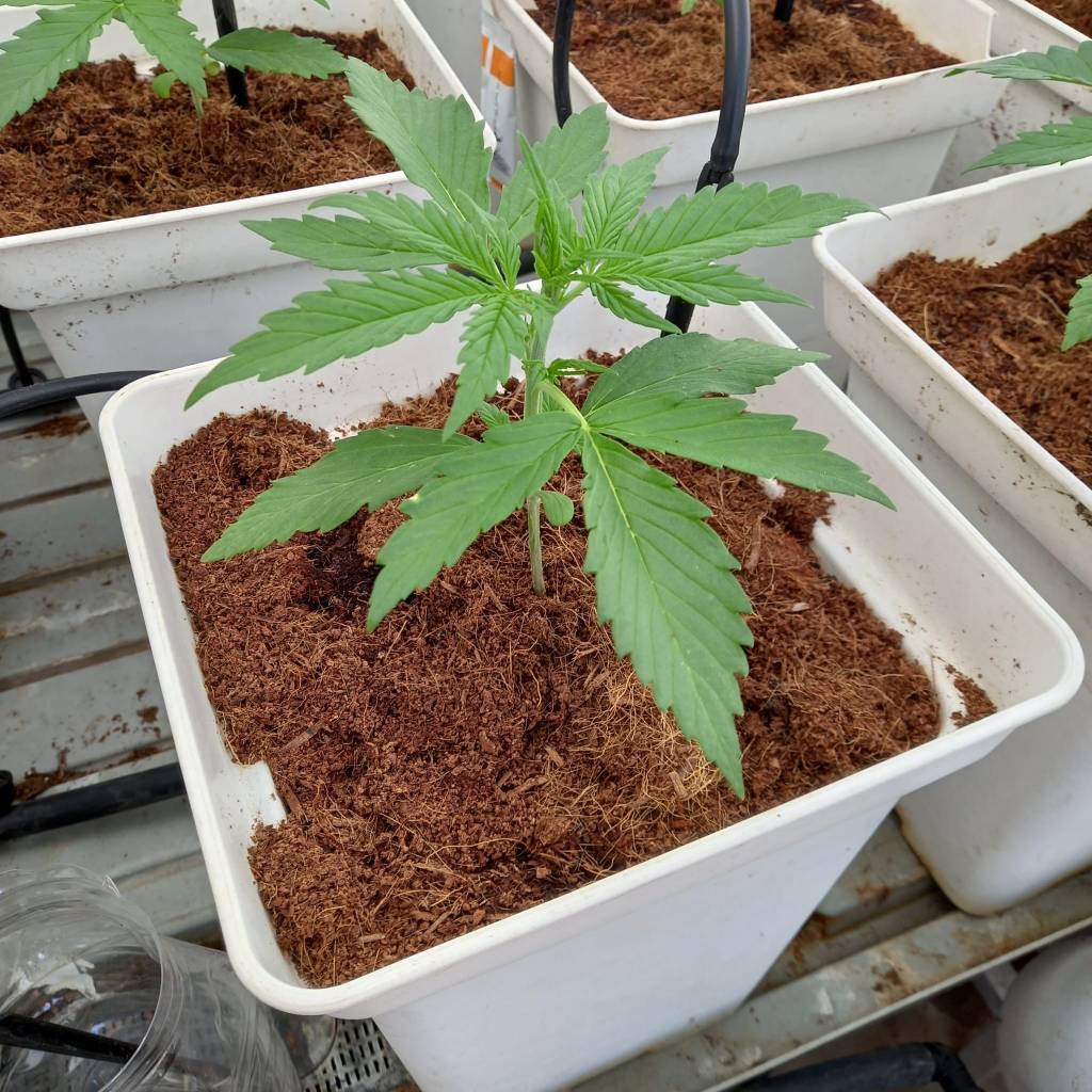 Cómo preparar un sustrato a base de fibra de coco para el cultivo del Cannabis sativa L.